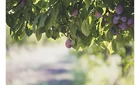 California Prune Board projects 2020/2021 crop ahead of harvest California Prune Board projects 2020/2021 crop ahead of harvest