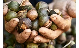 How Australian grown macadamias are meeting the sustainability demands of the conscious consumer