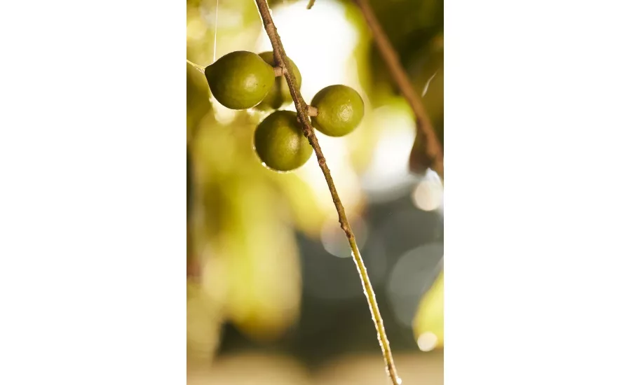 How Australian grown macadamias are meeting the sustainability demands of the conscious consumer