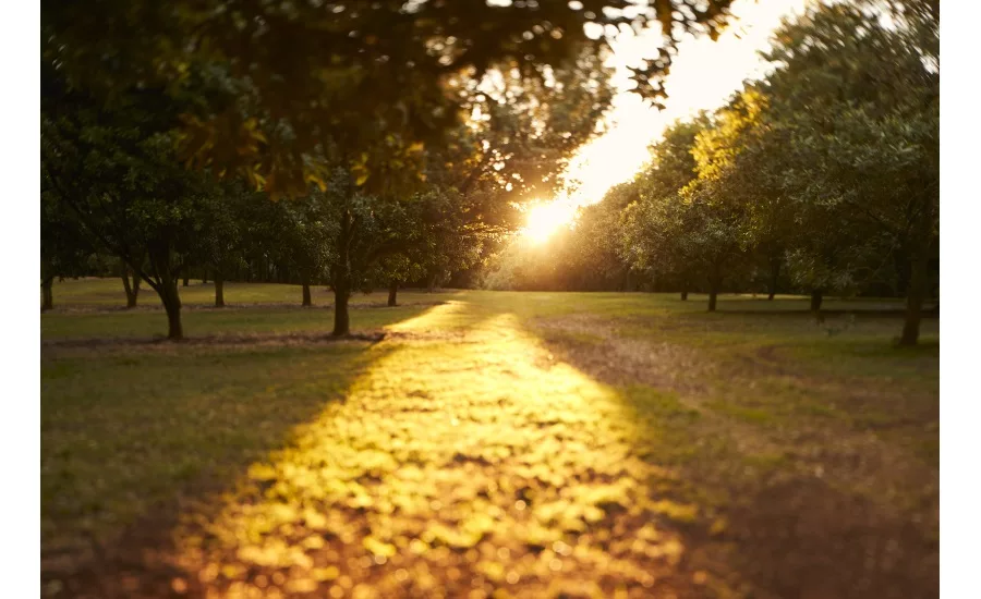 How Australian grown macadamias are meeting the sustainability demands of the conscious consumer