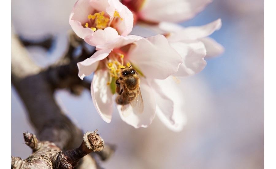 Almond Board announces seed grants to support pollinator health and biodiversity