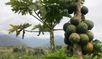 New Arla Foods Ingredients and GAIN partnership will reduce malnutrition with a dried papaya snack