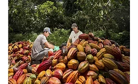 Barry Callebaut Forever Chocolate report