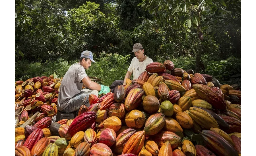Barry Callebaut Forever Chocolate report