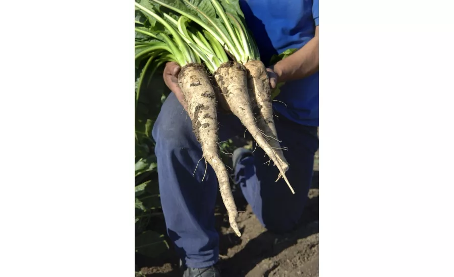 Sensus chicory root fiber