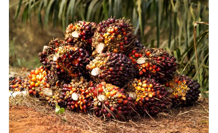 IOI Loders Croklaan and Kerry Group initiate a Small-Growers Support Program