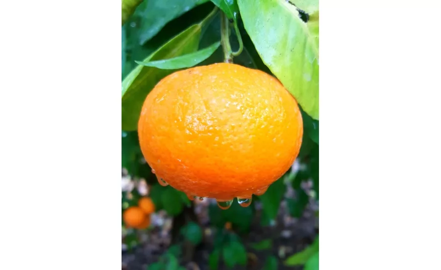 Orri Jaffa mandarin