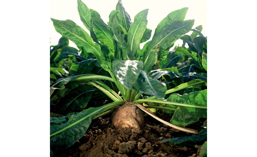 BENEO is Now Capable of Producing Organic Inulin from Chicory Roots