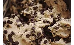 Comax Flavors Releases 2020 Flavor Trends