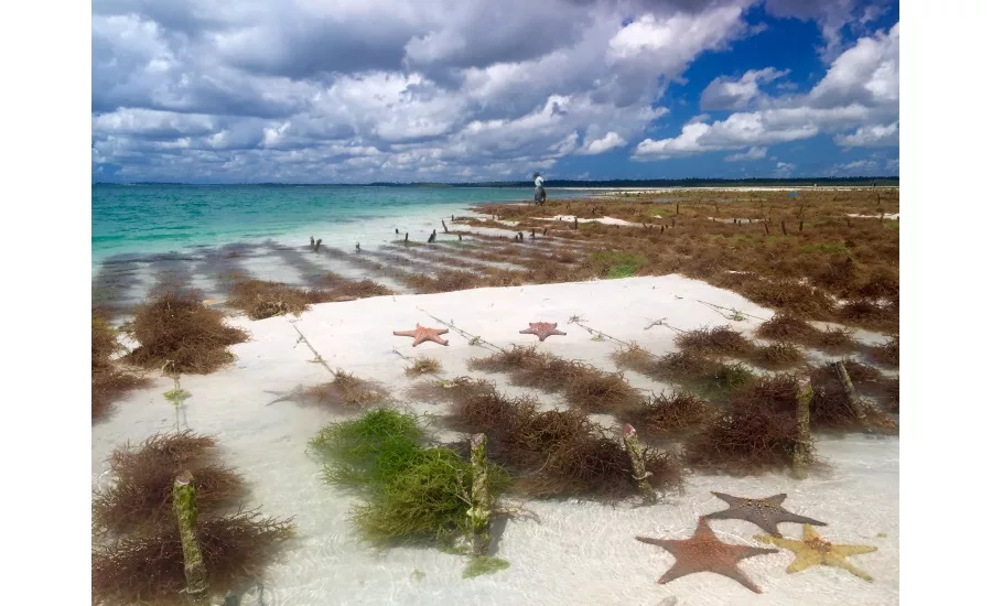 Cargills Red Seaweed Promise designed to improve producers prosperity and conserve the environment