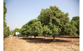 Givaudan demonstrates its commitment to citrus biodiversity with new donation to University of California, Riverside