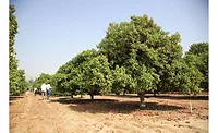 Givaudan demonstrates its commitment to citrus biodiversity with new donation to University of California, Riverside