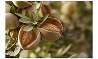 Almond Board Receives Prestigious Award in Recognition of Outstanding Contributions to Food Safety
