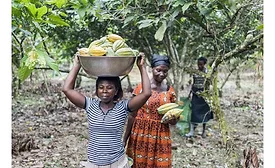 Barry Callebaut establishes 100 percent traceability for cocoa supply chain, Ivory Coast and Ghana