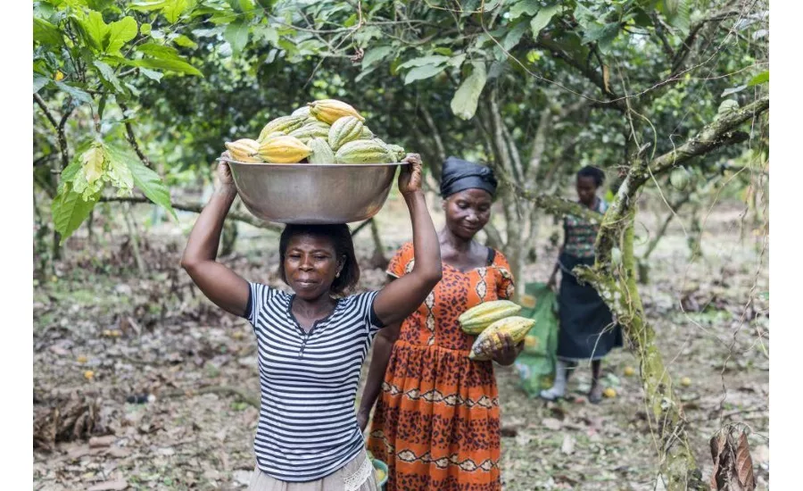 Barry Callebaut establishes 100 percent traceability for cocoa supply chain, Ivory Coast and Ghana