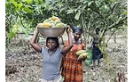Barry Callebaut establishes 100 percent traceability for cocoa supply chain, Ivory Coast and Ghana