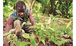 Barry Callebaut establishes 100 percent traceability for cocoa supply chain, Ivory Coast and Ghana