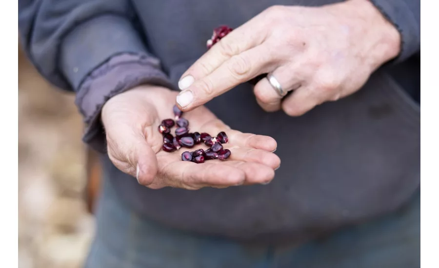 HEALTHY FOOD INGREDIENTS PUBLISHES WHITE PAPER ON ANTHOCYANINS IN SUNTAVA PURPLE CORN