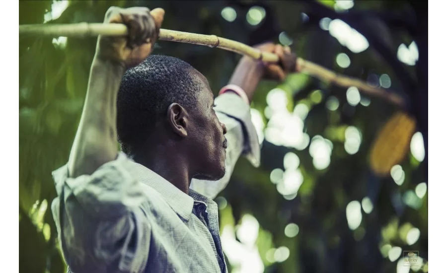 Barry Callebaut discloses direct cocoa suppliers in Côte d’Ivoire, Ghana and Cameroon