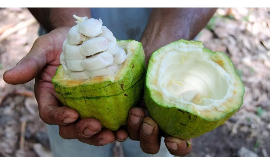 Cabosse Naturals celebrates the signature taste and goodness of the whole cacaofruit