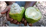 Cabosse Naturals celebrates the signature taste and goodness of the whole cacaofruit