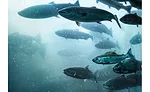 Prinova Europe agrees to partnership with sustainable marine experts Hofseth BioCare 