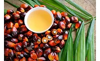 Malaysian Palm Oil industry develops blockchain tech to further improve accountability Malaysian Palm Oil industry develops blockchain tech to further improve accountability