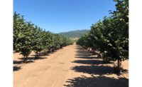Exclusive interview: Q&A with Hazelnut Growers of Oregon, on SQF Certification and COVID-19 challenges