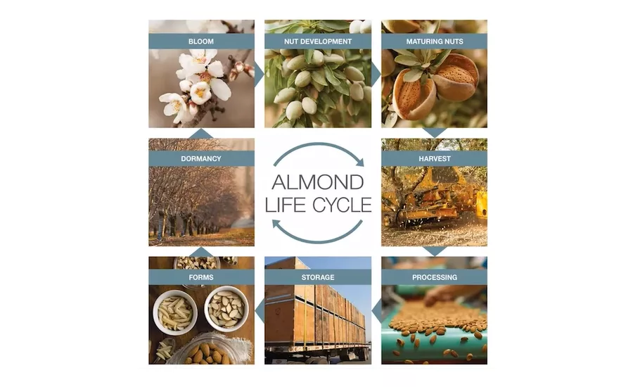 Almond Board 2021 Virtual Orchard Tour covers everything to know about almonds