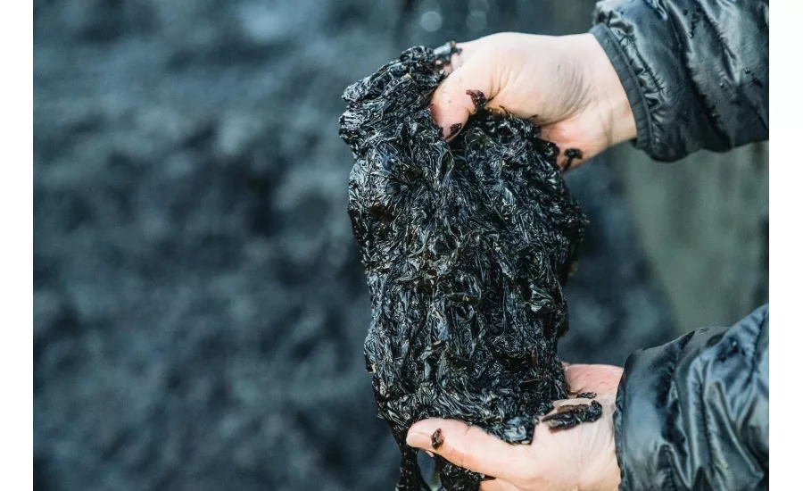 Q&A with gimMe Snacks: snacking on seaweed