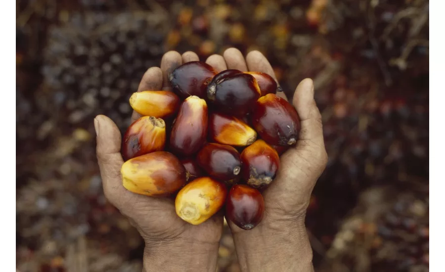 Cargill interview on palm oil