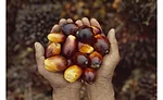 Cargill interview on palm oil