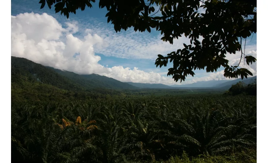 Empowering women and sustainability in the palm oil industry