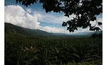 Empowering women and sustainability in the palm oil industry