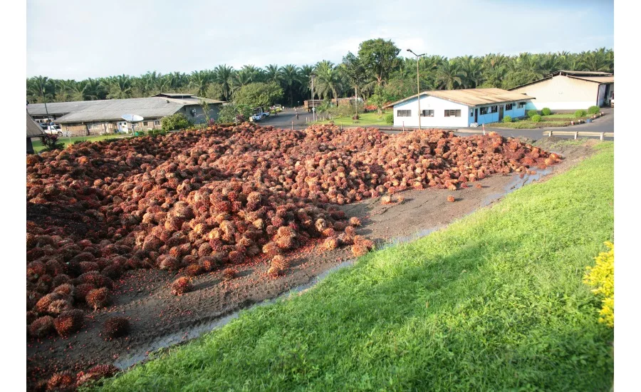 Cargill interview on palm oil