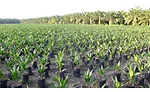 Cargill interview on palm oil