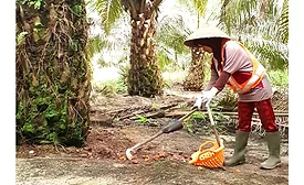 Empowering women and sustainability in the palm oil industry