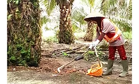 Empowering women and sustainability in the palm oil industry Empowering women and sustainability in the palm oil industry