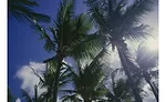 Cargill interview on palm oil