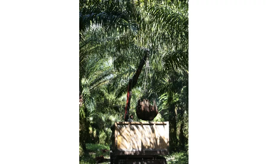 Cargill interview on palm oil