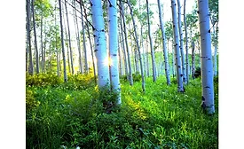 Toyochem achieves new adhesive with up to 80 percent biomass content