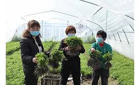 Tate & Lyle, Earthwatch Europe, and Nanjing Agricultural University launch new program to support sustainability of stevia