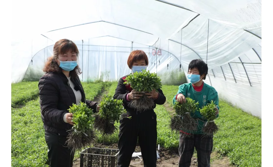 Tate & Lyle, Earthwatch Europe, and Nanjing Agricultural University launch new program to support sustainability of stevia
