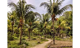 Barry Callebaut: Spearheading sustainability in the coconut industry