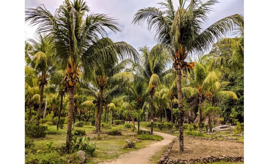 Barry Callebaut: Spearheading sustainability in the coconut industry