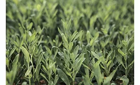 Ingredion and S&W enter into exclusive U.S. stevia pilot production supply agreement