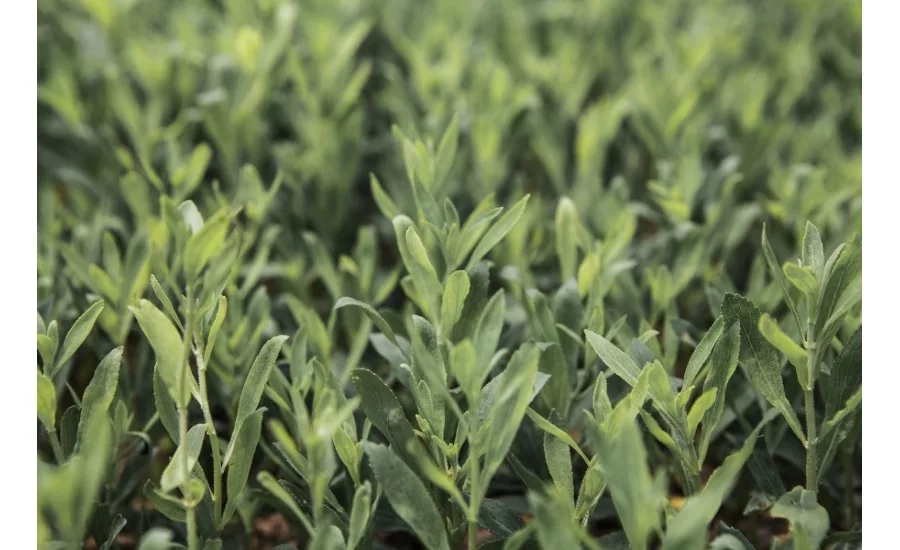 Ingredion and S&W enter into exclusive U.S. stevia pilot production supply agreement