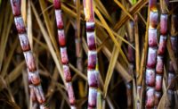 Raízen, ASR Group partner to create raw cane sugar supply chain