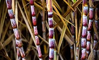 Raízen, ASR Group partner to create raw cane sugar supply chain